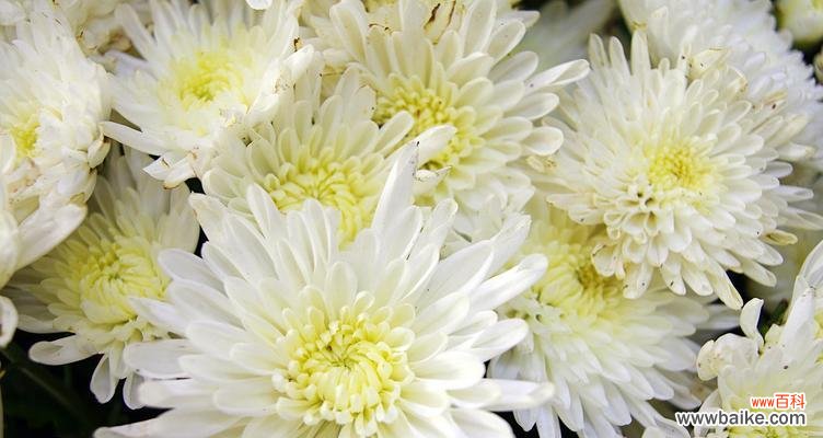 探索菊花的独特语言和美丽心灵 菊花特性花语及其深刻寓意