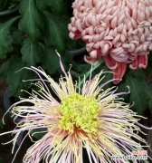 探寻菊花色彩的意义与象征 菊花的颜色与花语探秘