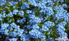 美丽多彩的勿忘我 忘我色彩