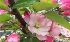 追寻爱情的悸动——西府海棠的美丽秘密 以西府海棠的花语与寓意