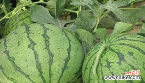 解析西瓜所蕴含的文化寓意 西瓜的象征意义与特殊含义