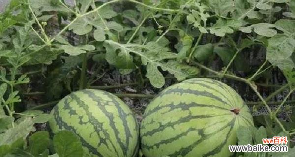 解析西瓜所蕴含的文化寓意 西瓜的象征意义与特殊含义