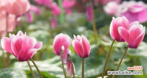 解读鲜花背后的语言和象征 以仙客来花语和寓意