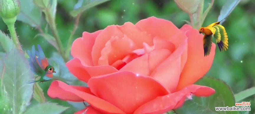 西瓜的神秘寓意解析及其象征的浪漫花语 西瓜的花语与寓意