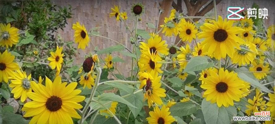 西瓜的神秘寓意解析及其象征的浪漫花语 西瓜的花语与寓意