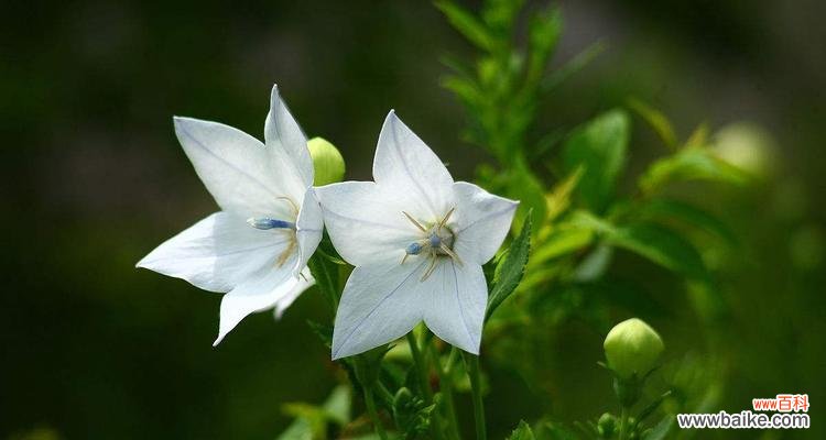 西瓜的神秘寓意解析及其象征的浪漫花语 西瓜的花语与寓意