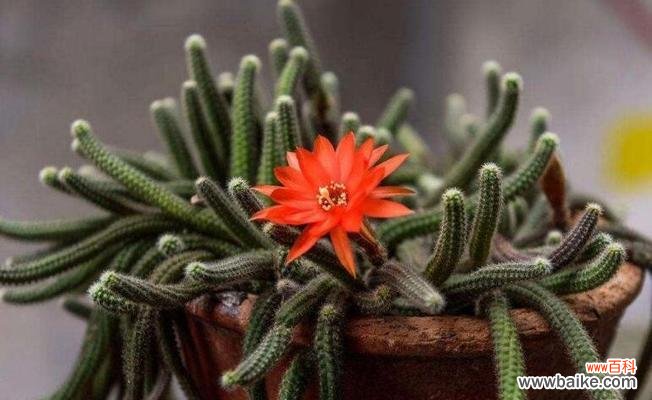 探寻仙人指花语的含义与神秘力量 仙人指花语的寓意与象征