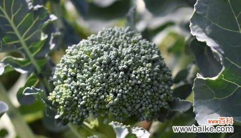 用西兰花传递深情与期许的花语 西兰花花语解读