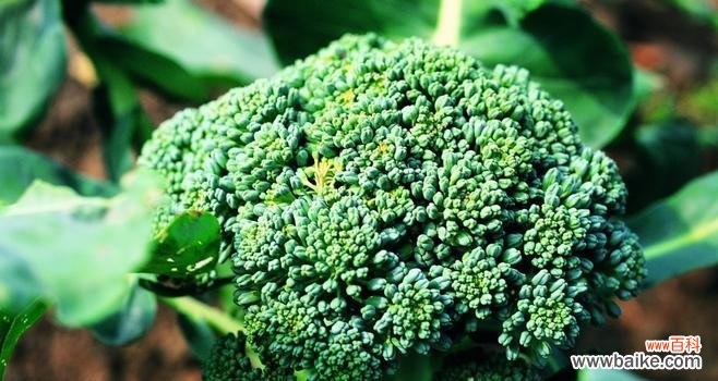 用西兰花传递深情与期许的花语 西兰花花语解读
