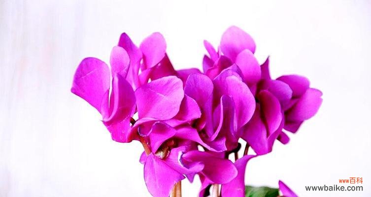 以仙客来花店带给你的那份心意 以仙客来的花语——传递美好和祝福的语言