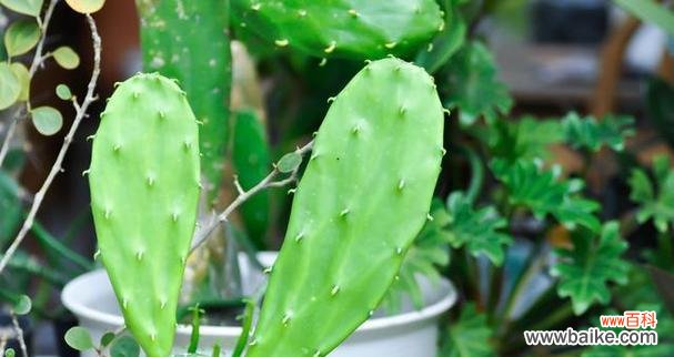 揭秘仙人掌的花语及其象征意义 仙人掌花语