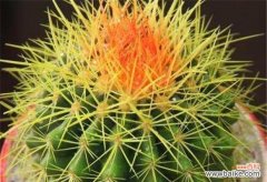 探索仙人球开花的美丽和神秘 仙人球开花的寓意与兆头