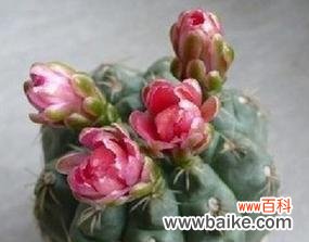 探索仙人球开花的美丽和神秘 仙人球开花的寓意与兆头