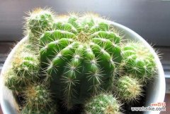 探索仙人球在自然界中的神秘力量与象征意义 仙人球