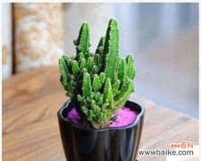 探索仙人掌背后的深刻象征与传统意义 仙人掌的象征意义与寓意