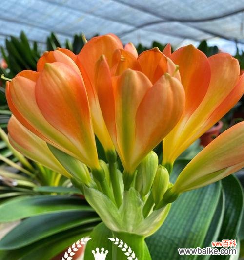 君子兰花语的深意与盛放之美 君子兰花开，花期恍若春