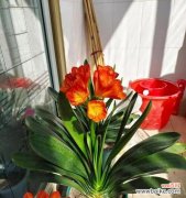 君子兰花的美丽和坚韧 君子兰花