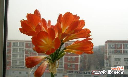 揭示君子兰形状之意象与寓意 君子兰之美