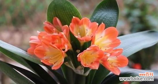 探寻君子兰的含义和象征 君子兰的花语与寓意