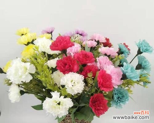 传递爱与敬意的康乃馨花 康乃馨花的含义及象征意义