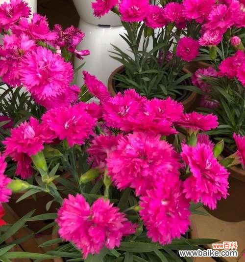 以花朵的语言传递深情与敬意 康乃馨