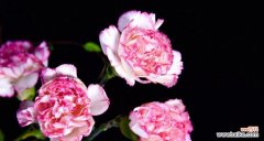 以花朵的语言传递深情与敬意 康乃馨