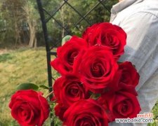 用卡罗拉红玫瑰传递浓情蜜意 卡罗拉红玫瑰花语——爱的炽热之情