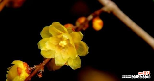 解读腊梅花的花语 腊梅花的花语及寓意大揭秘