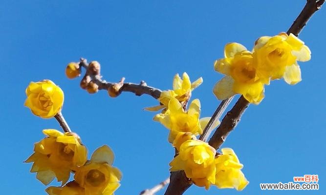 解读腊梅花的花语 腊梅花的花语及寓意大揭秘