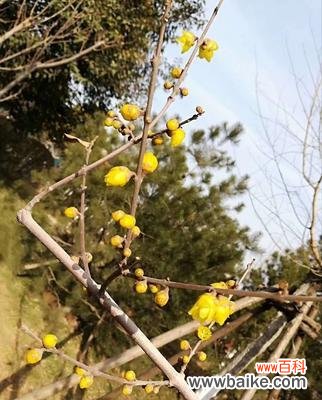 解读腊梅花的花语 腊梅花的花语及寓意大揭秘