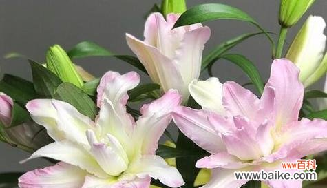 美丽独特的香槟百合 香槟百合的花语及其象征意义