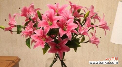 美丽独特的香槟百合 香槟百合的花语及其象征意义