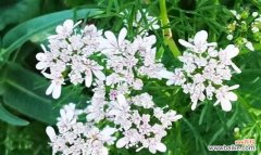 了解香菜开花的时间和原因 香菜的开花与意义——探究香菜花期及其生物学意义