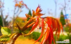 解读香椿树开花的象征意义 香椿树开花的寓意和预示