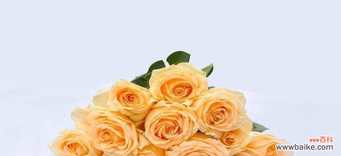 揭秘香槟玫瑰的浪漫花语 香槟玫瑰的花语及其魅力