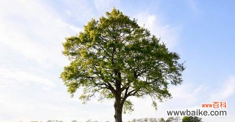 探索橡树的象征意义及其重要性 橡树