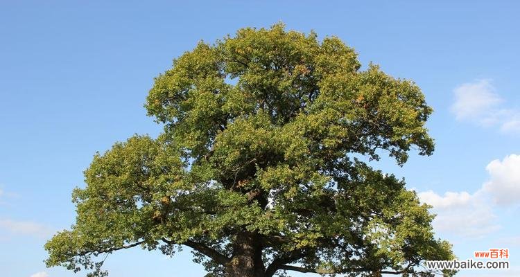 探索橡树的象征意义及其重要性 橡树