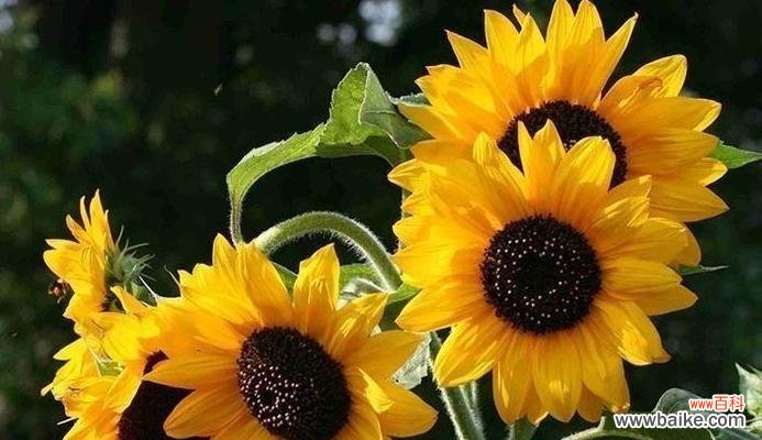 阳光之花的象征含义及美好寓意 向日葵的花语和寓意