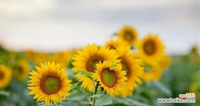 探索向日葵的花语与含义 向日葵的花语