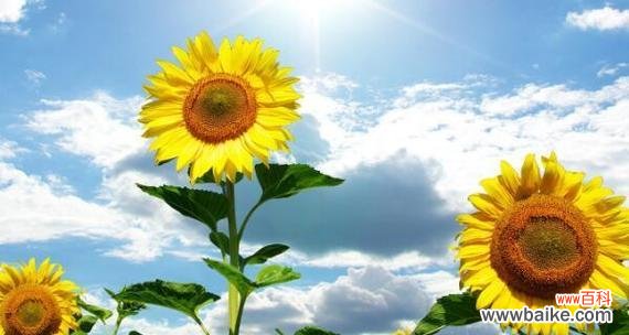 探索向日葵的花语与含义 向日葵的花语