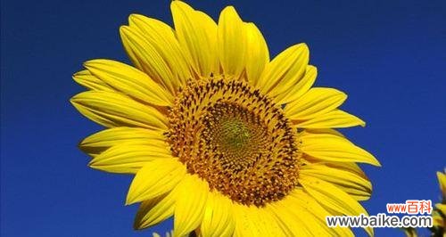 探寻向阳花所蕴含的美好寓意 向阳花的花语及其意义