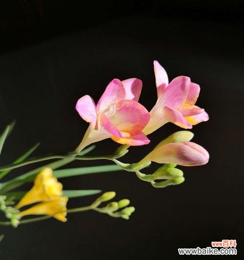 小苍兰 小苍兰花语的象征与寓意