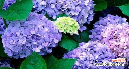 绣球花代表什么含义 绣球花