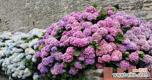 绣球花代表什么含义 绣球花