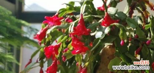 蟹爪兰传递的情感与象征 蟹爪兰的花语与寓意