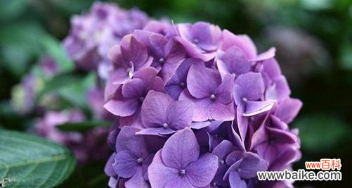 绚丽花朵中蕴含的象征意义 绣球花的花语和寓意