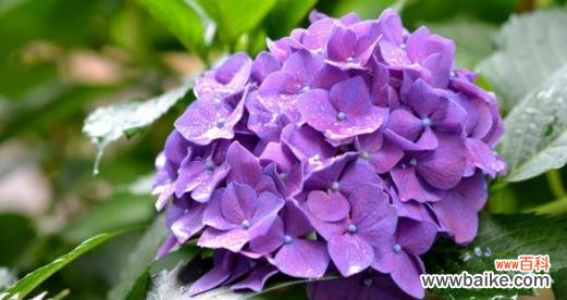 绚丽花朵中蕴含的象征意义 绣球花的花语和寓意