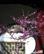 用腊梅花的花语传递爱的力量 腊梅花的花语之爱心闪耀