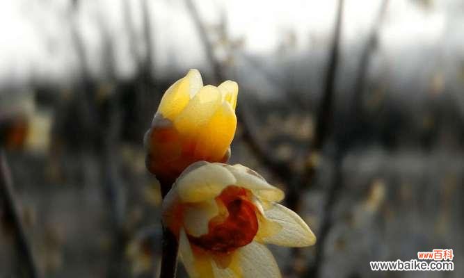 用腊梅花的花语传递爱的力量 腊梅花的花语之爱心闪耀