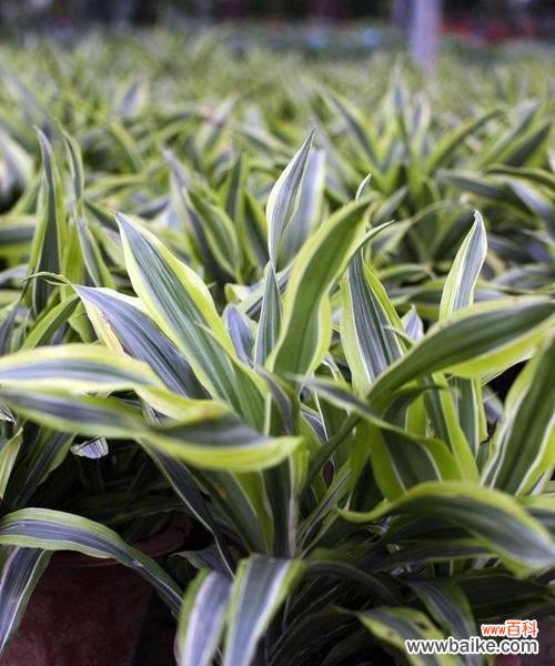 宽叶吊兰的美丽和祝福 宽叶吊兰的花语